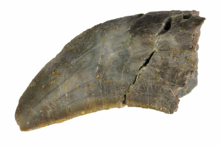 Serrated, Allosaurus Tooth - Colorado #152074